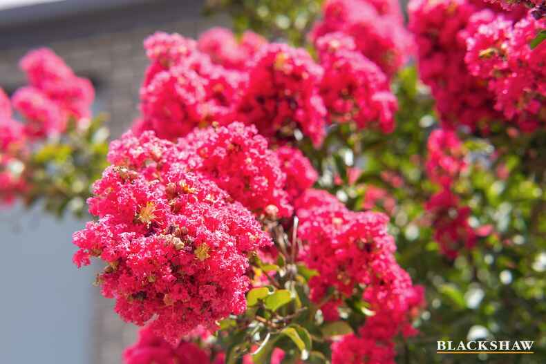 19 Overflow Street Lawson