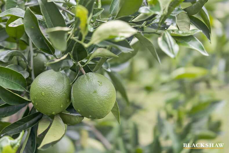 31 Endeavour Avenue Lilli Pilli