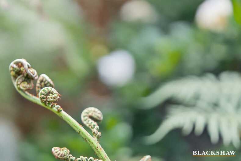 31 Endeavour Avenue Lilli Pilli