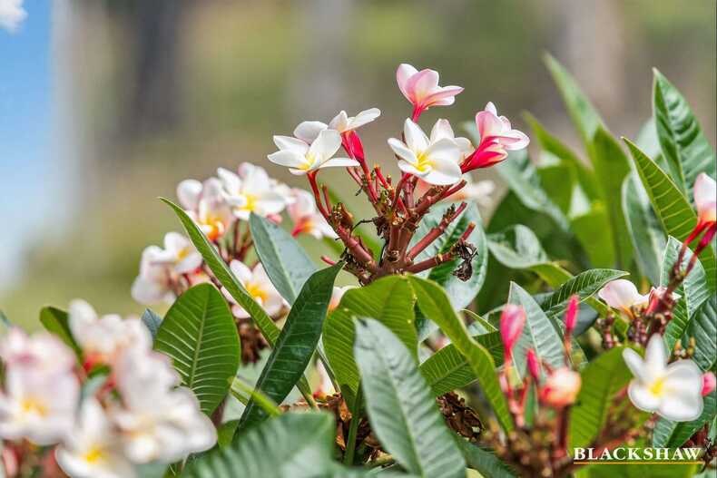   3 Victor Circuit Batehaven