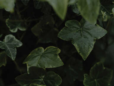 Houseplants 101: A beginner&rsquo;s guide