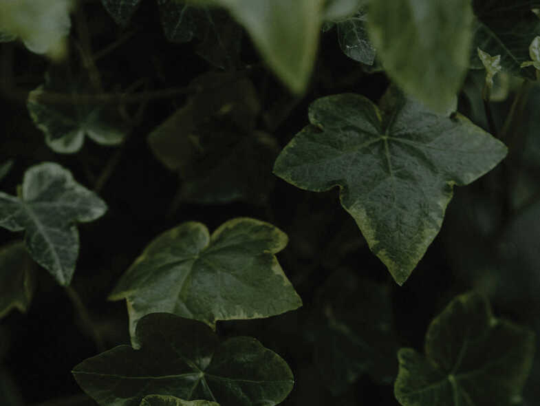 Houseplants 101: A beginner&rsquo;s guide