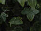 Houseplants 101: A beginner&rsquo;s guide