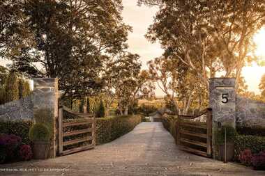 Candlebark