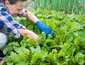 Small-scale farming and organic gardens