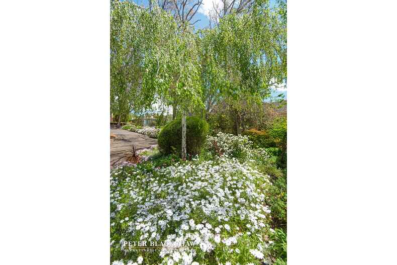 86 Endeavour Street Red Hill 86 Endeavour Street Red Hill