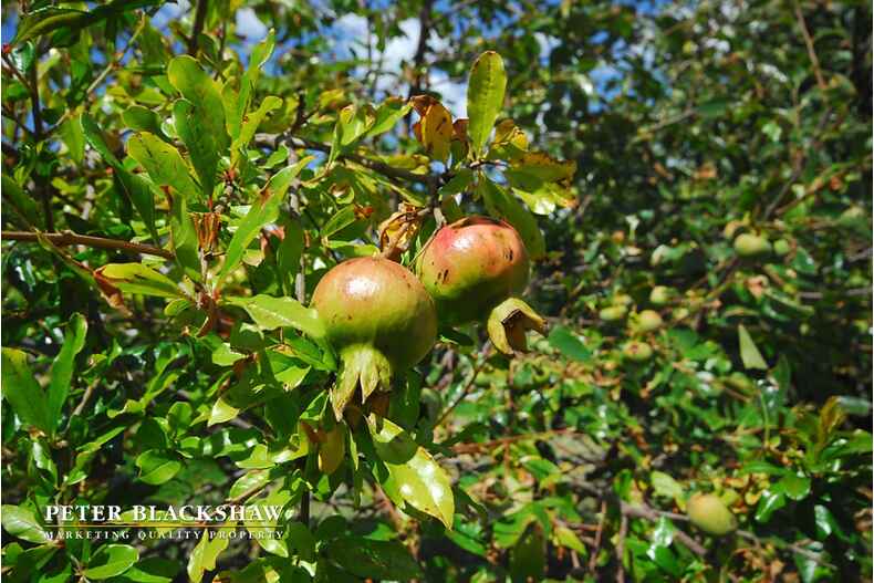 6 Penton Place Gilmore 6 Penton Place Gilmore