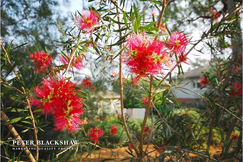 102 Buxton Street Deakin 102 Buxton Street Deakin