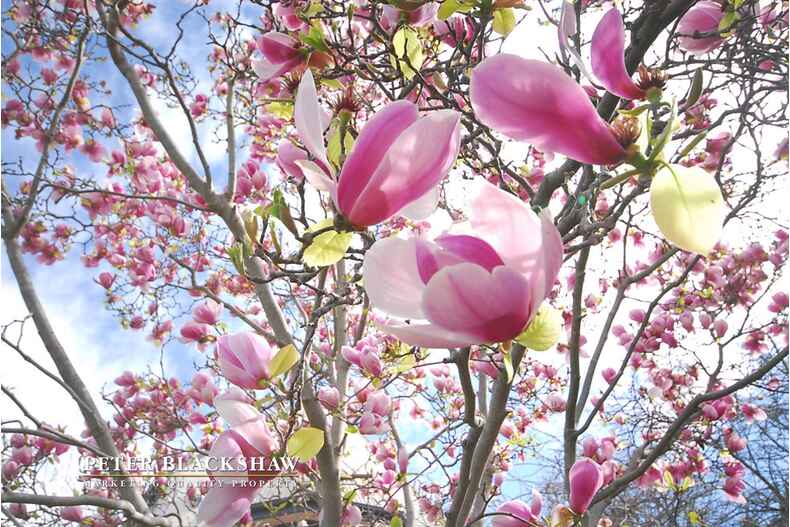 7 Fernyhough Crescent Lyneham 7 Fernyhough Crescent Lyneham