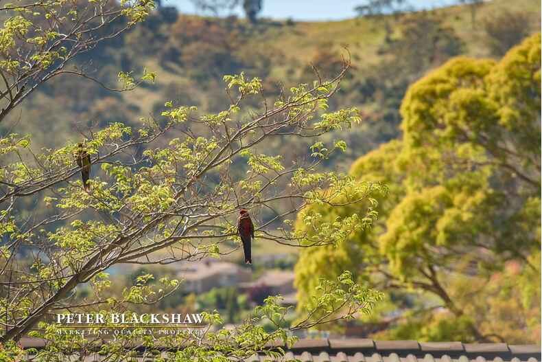 Lot 11/9 Conlon Crescent Theodore Lot 11/9 Conlon Crescent Theodore