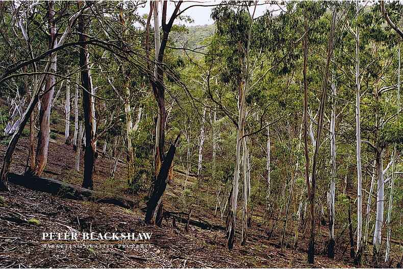 Lot 50 Kennedys Road Yaouk Lot 50 Kennedys Road Yaouk