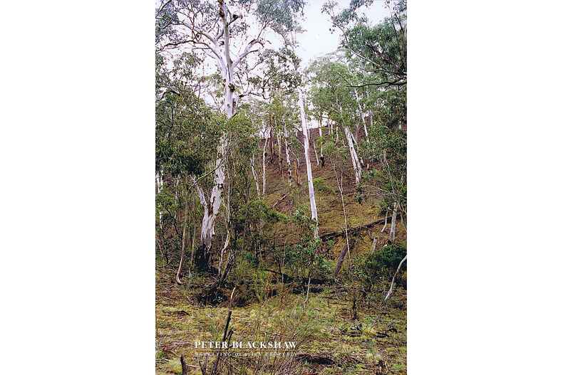 Lot 50 Kennedys Road Yaouk Lot 50 Kennedys Road Yaouk