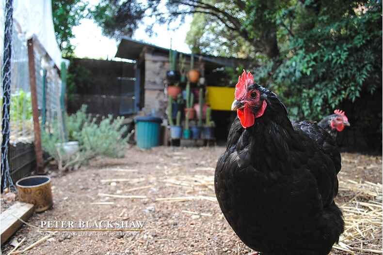 24 McKeahnie Street Crestwood 24 McKeahnie Street Crestwood