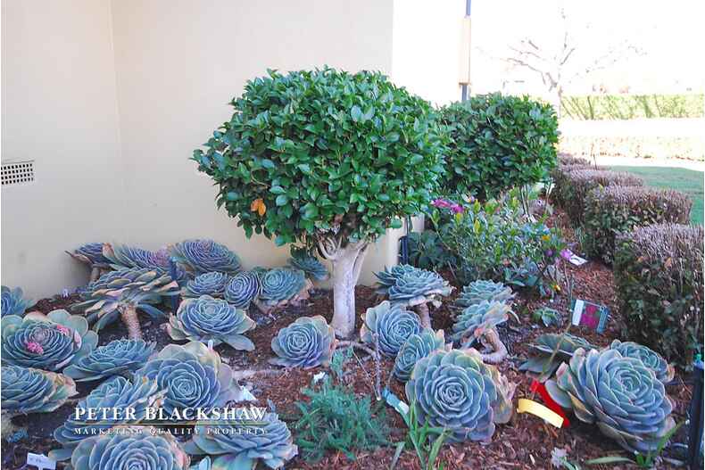 37 Macgregor Street Deakin 37 Macgregor Street Deakin