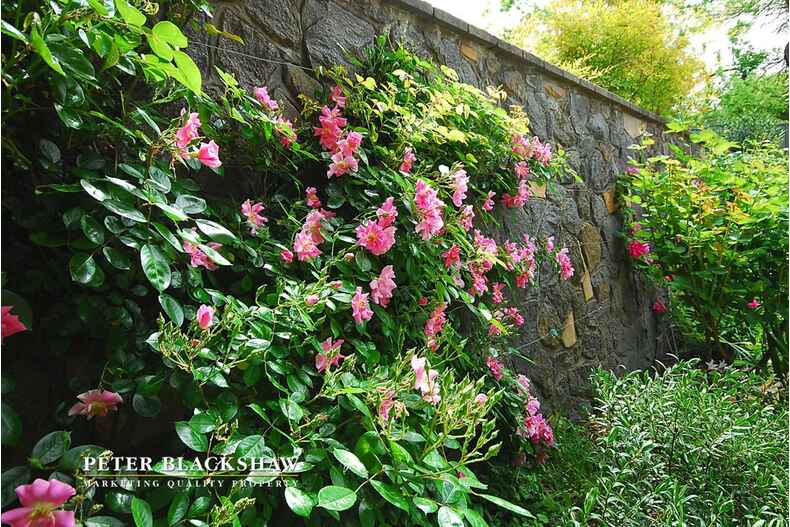 Lot 24/5 Butler Place Campbell Lot 24/5 Butler Place Campbell