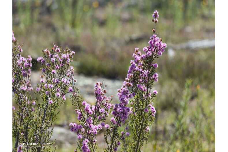 426 Denley Drive Wamboin 426 Denley Drive Wamboin