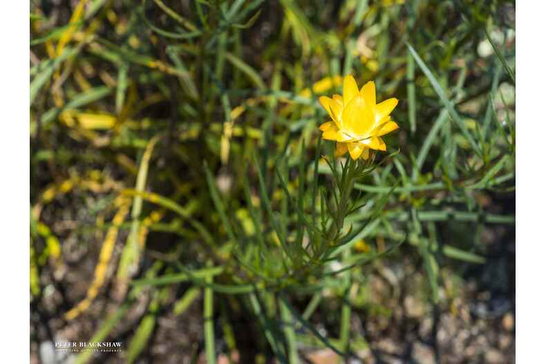 426 Denley Drive Wamboin 426 Denley Drive Wamboin