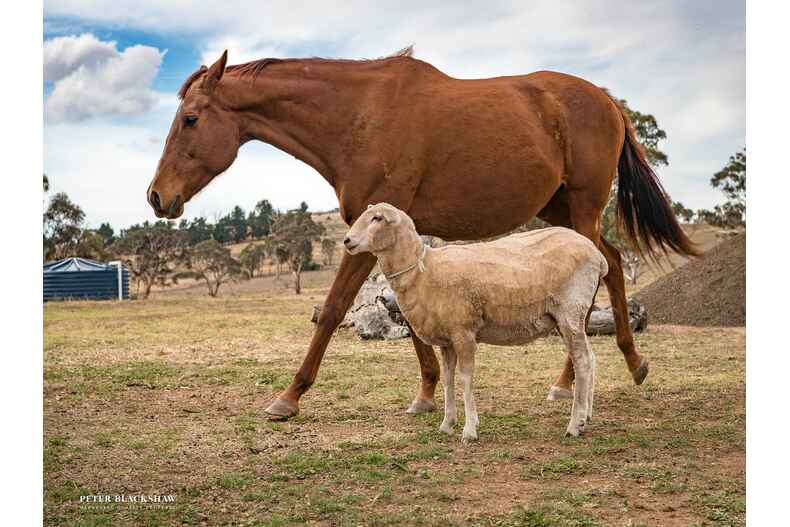 Lot 3/55 Thoroughbred Drive Royalla Lot 3/55 Thoroughbred Drive Royalla