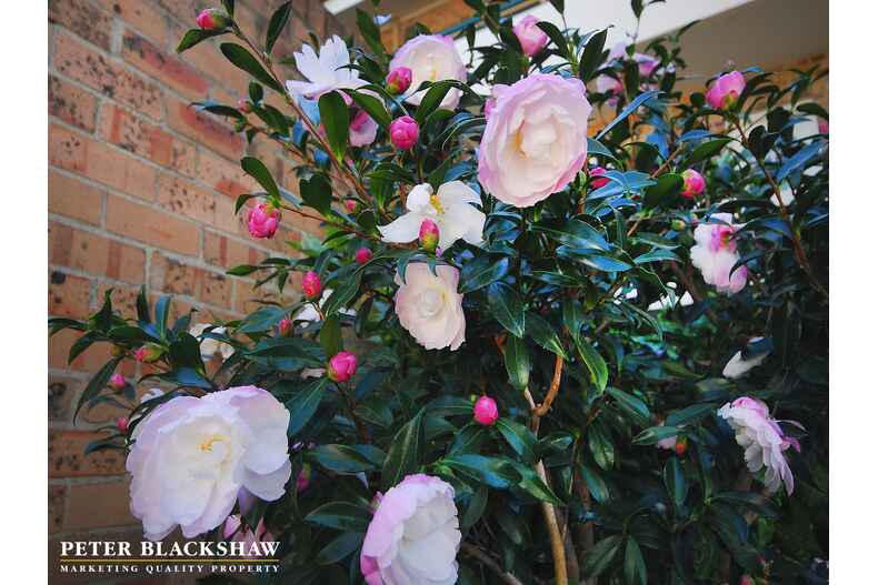 8/3 Allambee Street Reid