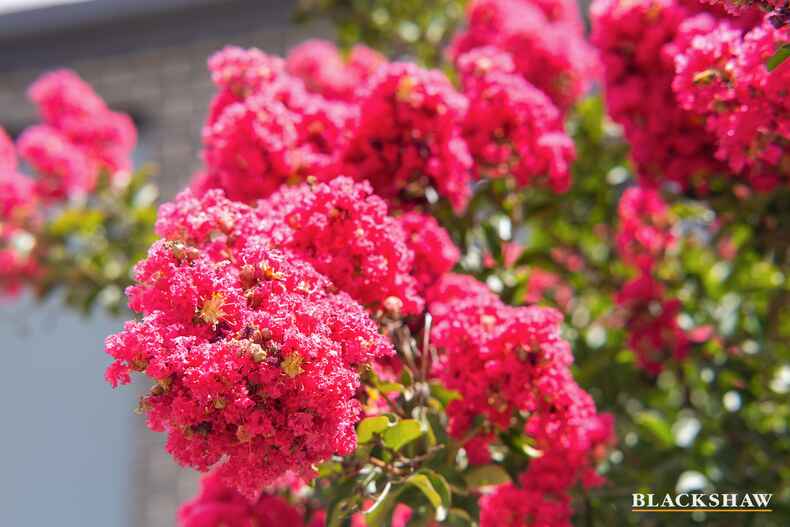 19 Overflow Street Lawson