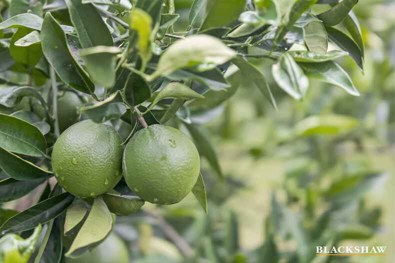 31 Endeavour Avenue Lilli Pilli