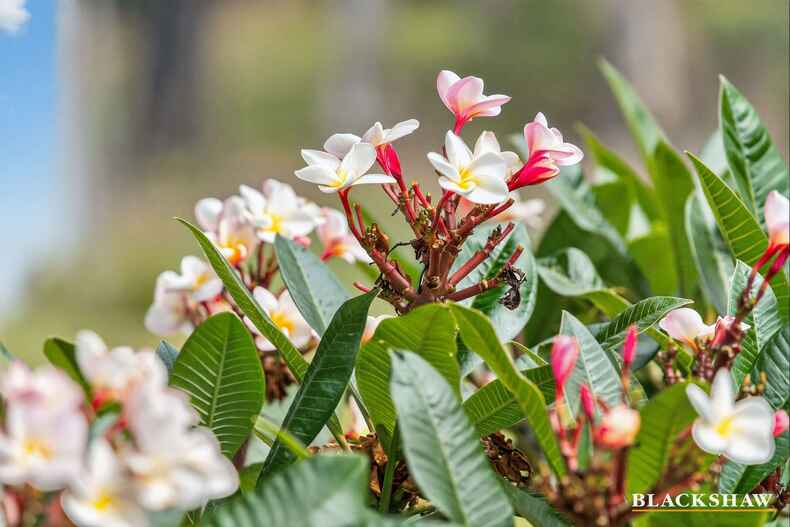   3 Victor Circuit Batehaven