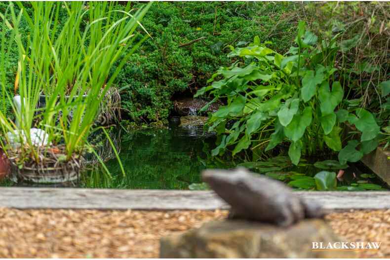 5 Schomburgk Street Yarralumla