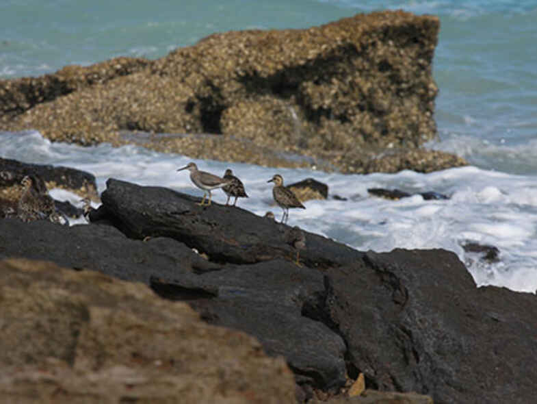 Where to spot native animals this autumn