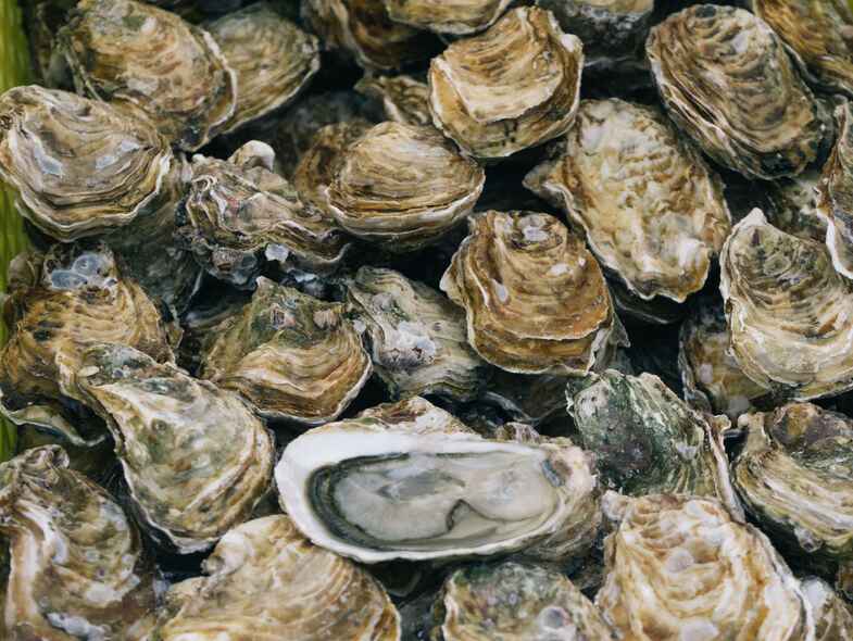 Top spots for this season’s South Coast oysters Top spots for this season’s South Coast oysters