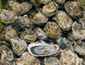 Top spots for this season&rsquo;s South Coast oysters