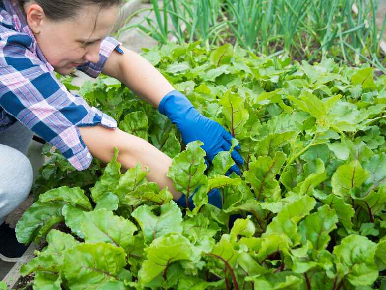 Small-scale farming and organic gardens