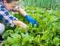 Small-scale farming and organic gardens